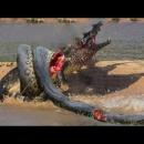 ανακόντα εναντίων αλιγάτορα