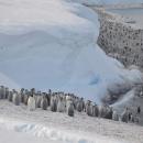 αποικίες αυτοκρατορικών πιγκουίνων