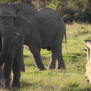 ελέφαντας ρινόκερος