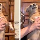 εξορκισμό σε σκυλί