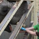 κάνναβη σε ελέφαντες