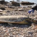 καρέτα-καρέτα στην Πύλο