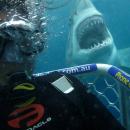 λευκός καρχαρίας πίσω από δύτη