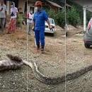 πύθωνας τρώει κατσίκα