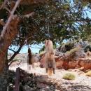 σκυλιά στα Χανιά 