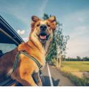 σκύλος σε αμάξι