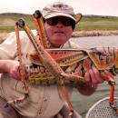 τεράστια ακρίδα