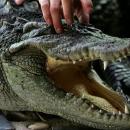 Αλιγάτορας εισπνέει ήλιο