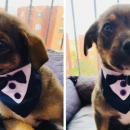 Κουτάβι σμόκιν