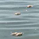 Νεκρά πουλιά στον Θερμαϊκό