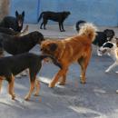 αγέλη σκύλων