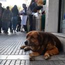 αδέσποτο στη Θεσσαλονίκη