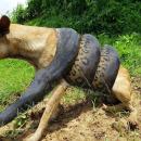 ανακόντα με σκύλο