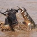 γκνου και κροκόδειλος