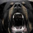 επίθεση σκύλου