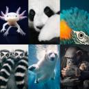 ζώα που κινδυνεύουν με εξαφάνιση