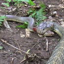 κόμπρα εναντίων κόμπρα