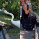 κύκνος και μάσκα