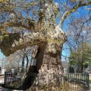 πλάτανος Αγίας Λαύρας 