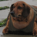 υπέρβαρος σκύλος