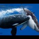 όρκα εναντίον καρχαρία