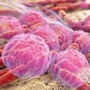 Chlamydia trachomatis