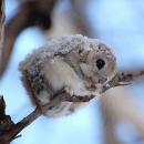 Pteromys volans