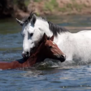 Άλογο σώζει νεογέννητο πουλάρι