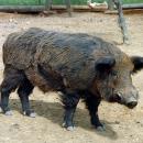 Αγριογούρουνο