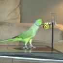 Παπαγαλάκια παίζουν μπάσκετ