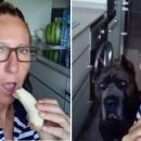 Τεράστιος σκύλαρος λιγουρεύεται μπανάνα