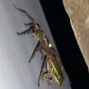 αράχνη βατραχος