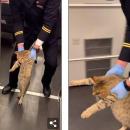 γάτα σε τρένο