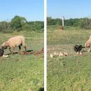 γενναία κότα