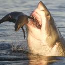 επίθεση καρχαρία σε φώκια