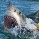 επίθεση καρχαρία