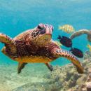 θαλάσσια χελώνα