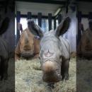 λευκός ρινόκερος