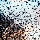 ξενικά είδη ζωής