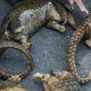 παγκολίνοι