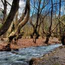 πλατάνια στο Λούρο