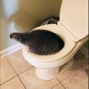 ρακούν στην τουαλέτα