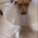 σκύλος Χανιά