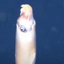 σπάνιο καλαμάρι