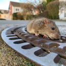 τρωκτικά στη Λάρνακα