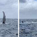 φιλική φάλαινα