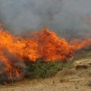  φωτιά στη Θίσβη Βοιωτίας