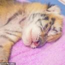 χρυσό τιγράκι