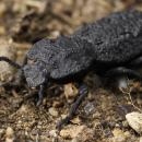 Phloeodes diabolicus