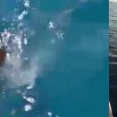 αγριογούρουνο που κολυμπάει